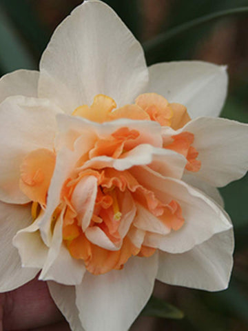 Double Fashion - Daffodil