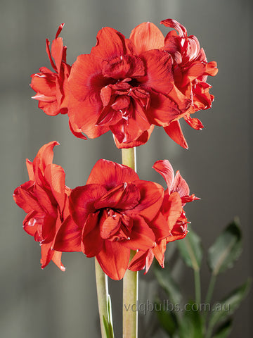 Double King - Hippeastrum