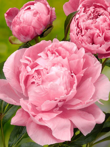 Dr Alexander Fleming - Herbaceous Peony