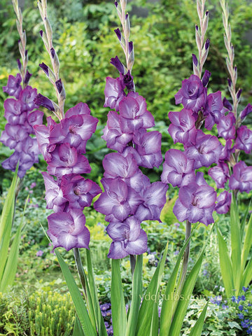 Dreamy Violet - Gladioli