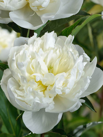 Duchesse de Nemours - Herbaceous Peony