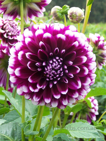 Edinburgh - Dahlia