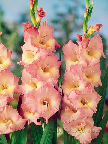 Eminence - Gladioli