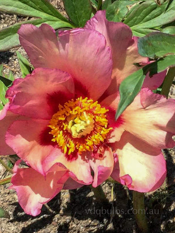 Enduring Rainbow - Itoh Peony