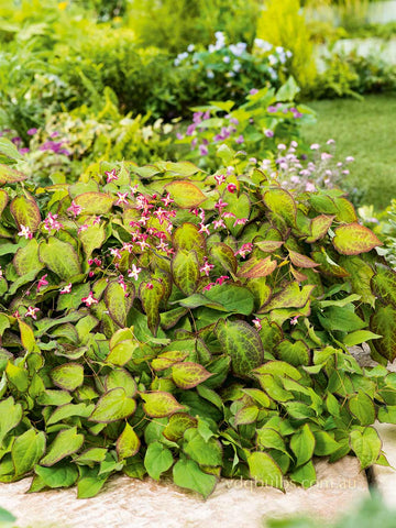 Epimedium 'Cherry Tart'