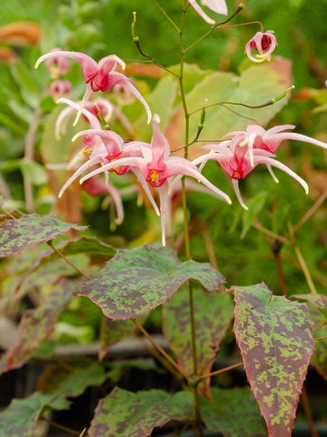 Epimedium Pink Champagne