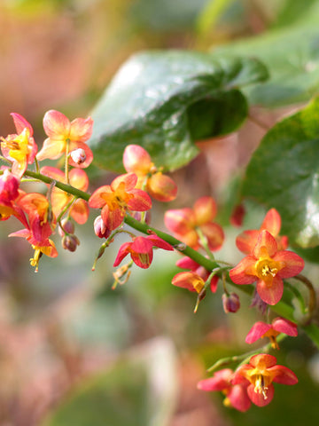 Epimedium warleyense