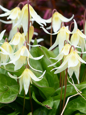 Erythronium 'White Beauty'