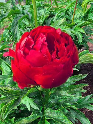 Estrellia - Herbaceous Peony