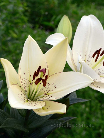 Eyeliner - LA Hybrid Lilium