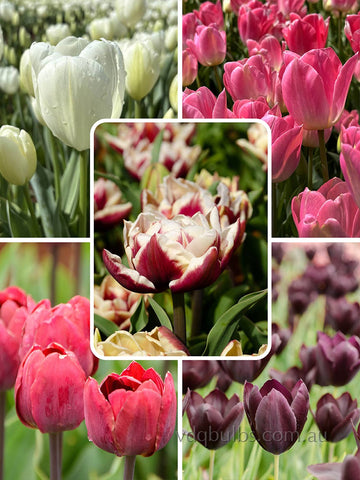 Fading Light Blend - Tulips