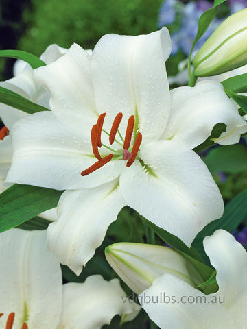 Fastrada - OT Lilium