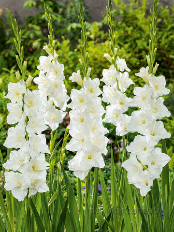 Flevo Ice - Gladioli