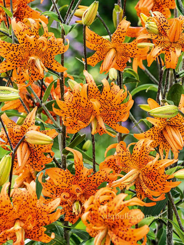 Flore Pleno - Lilium lancifolium