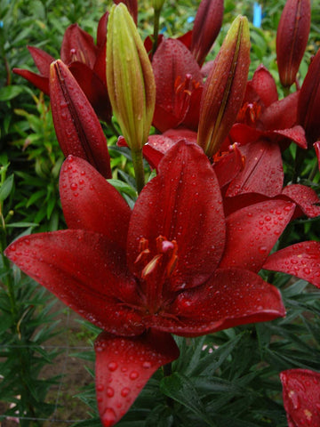 Forza Red - LA Hybrid Lilium