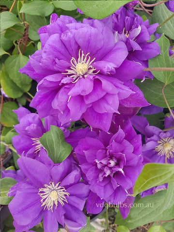 Francesca Marie - Clematis