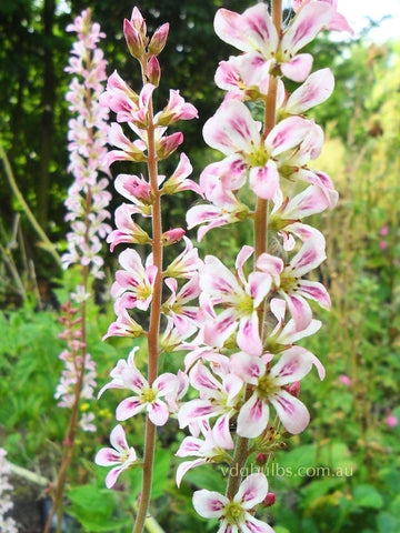 Francoa sonchifolia