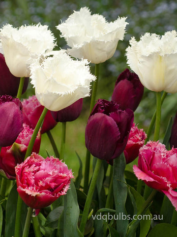 Fringed Frolic Blend - Tulips