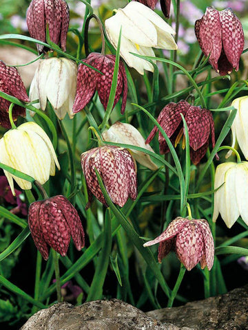 Fritillaria meleagris Mix