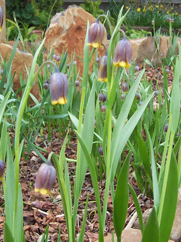 Fritillaria uva-vulpis