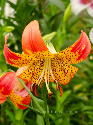Fusion - Lilium