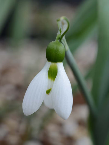 Galanthus Sylvan Vale hybrid