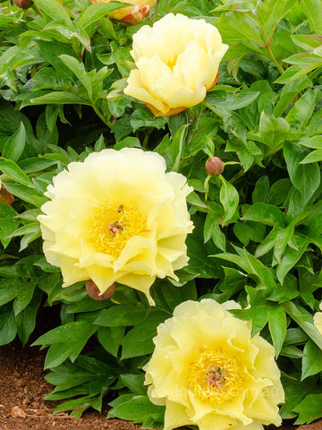 Garden Treasure - Itoh Peony