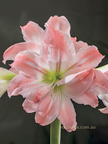 Giant Amadeus - Hippeastrum