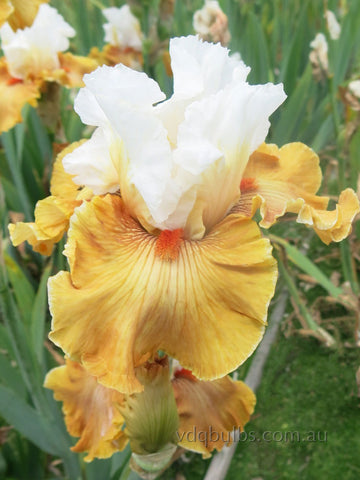 Ginger Ice - Bearded Iris