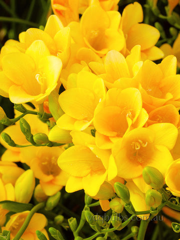 Gold River - Single Freesia