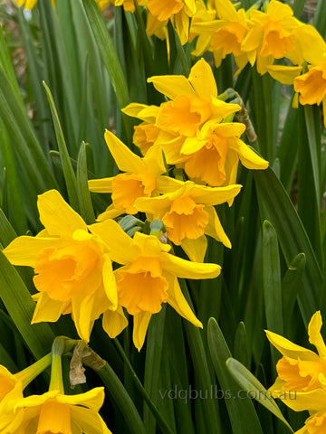 Golden Carpet - Daffodil