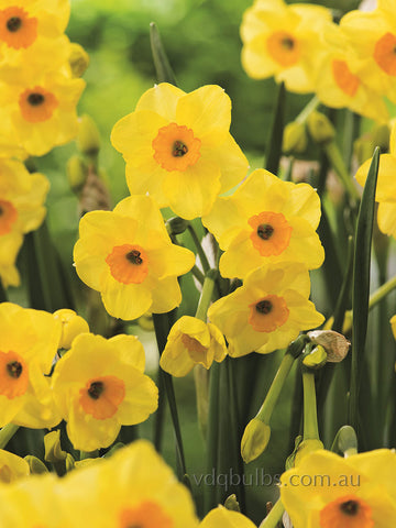 Golden Dawn - Daffodil