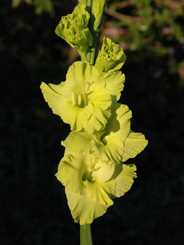 Green Star - Gladioli