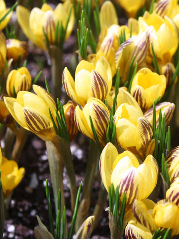 Gypsy Girl - Crocus