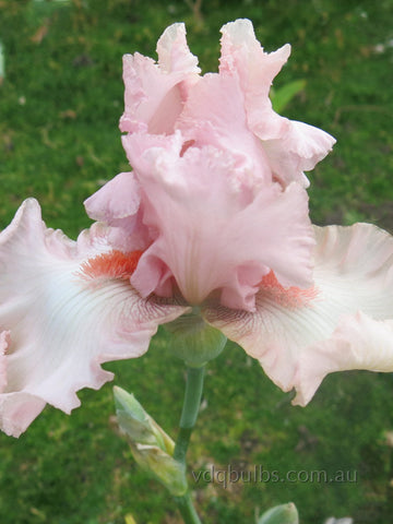 Happenstance - Bearded Iris