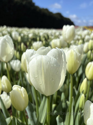 Harkuun - Tulip