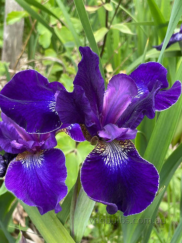 Harpswell Velvet - Siberian Iris