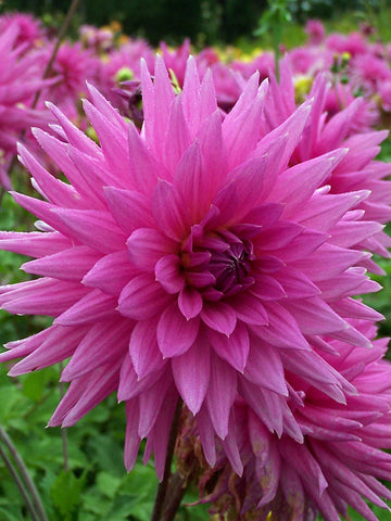 Hedgehog - Dahlia