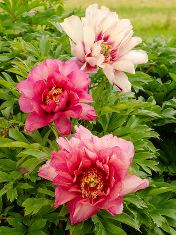 Hillary - Itoh Peony