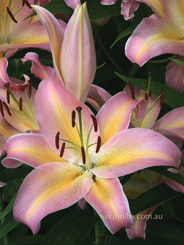 Hocus Pocus - Oriental Lilium