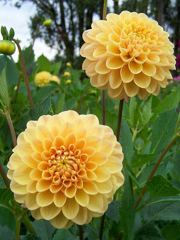 Honeycomb - Dahlia