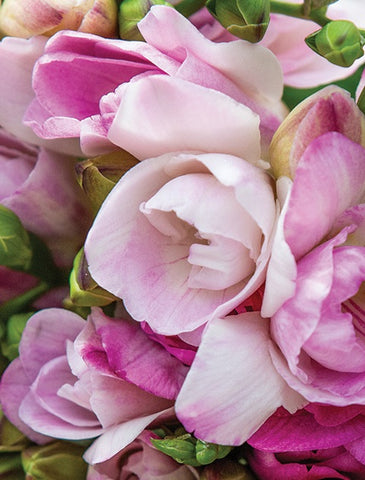 Pale Pink Double Freesias