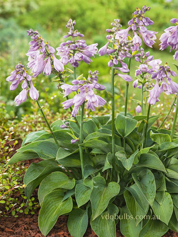 Hosta 'Counterpoint'