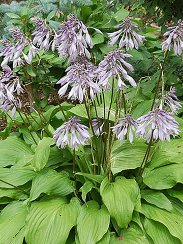 Hosta Hirao Majesty