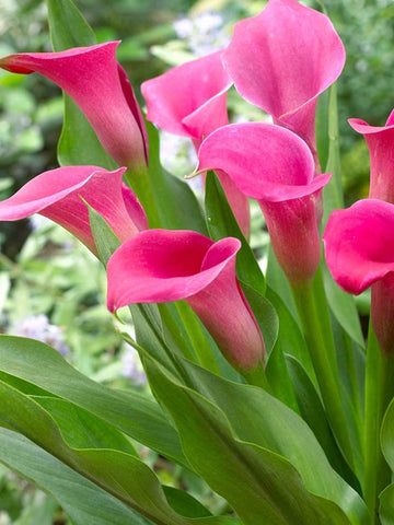 Hot Cherry - Zantedeschia