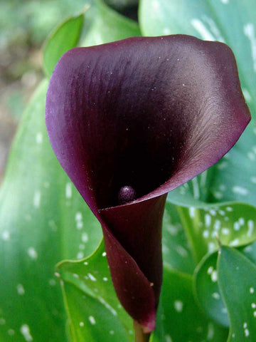 Hot Chocolate - Zantedeschia