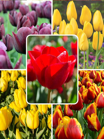 Hot to Trot Blend - Tulips