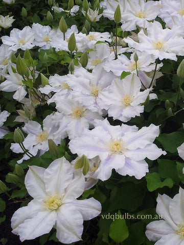 Ice Blue - Clematis