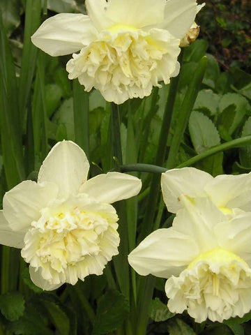 Ice King - Daffodil