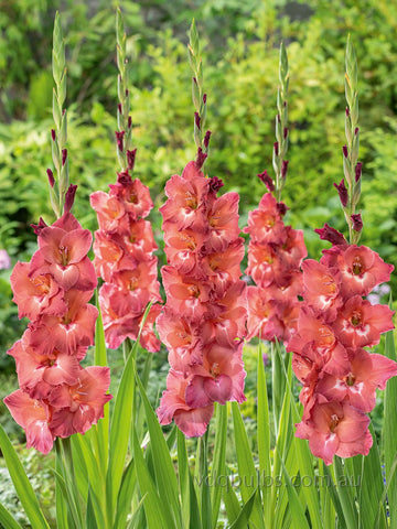 Indian Summer - Gladioli